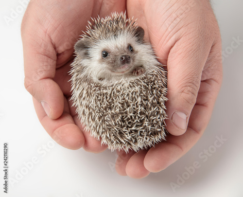person holding cute african dwarf hedgehog in both hands