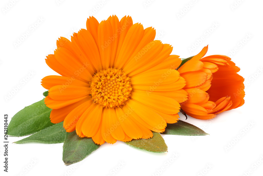 marigold flowers with green leaf isolated on white background. calendula flower. marigold flowers with green leaf isolated on white background. calendula flower.