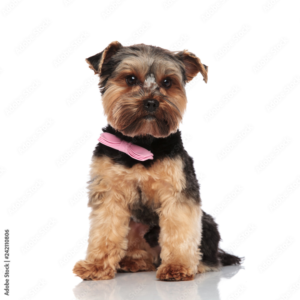 gentleman yorkshire terrier wears pink bowtie and looks to side gentleman yorkshire terrier wears pink bowtie and looks to side