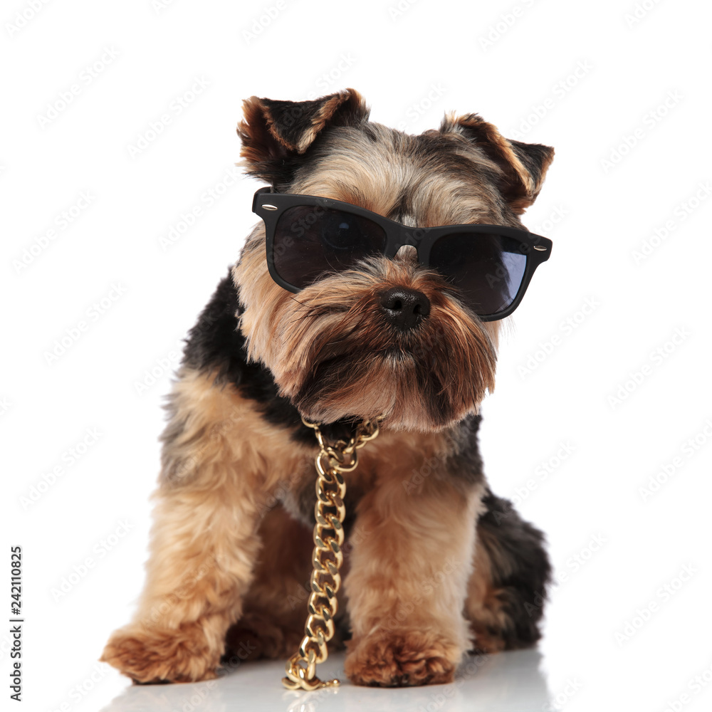 cute seated yorkie wearing gold necklace and sunglasses