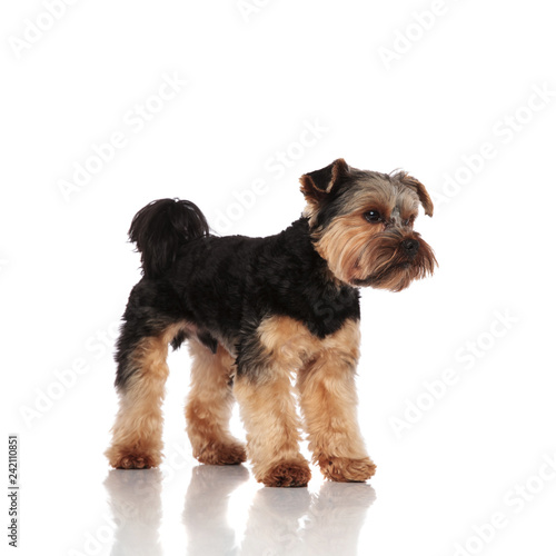 Photography side view of adorable yorkshire terrier standing