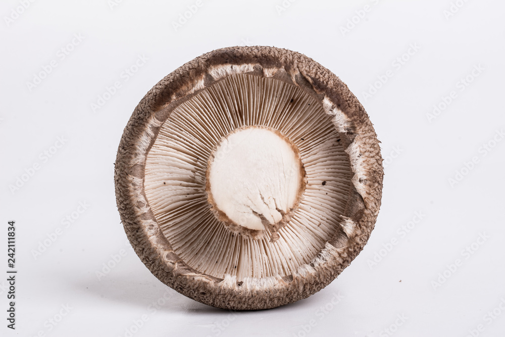 mushroom mushroom