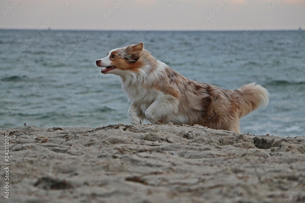 beautiful australian shepherd is running at the beach early in the morning beautiful australian shepherd is running at the beach early in the morning
