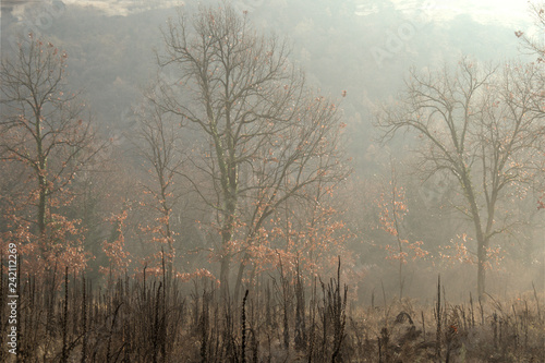 Foggy plane trees landscape, brown colors , winter