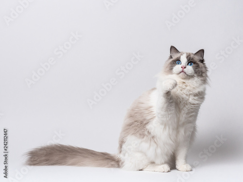 A beautiful cute female blue bicolor Ragdoll purebreed cat on a white background.