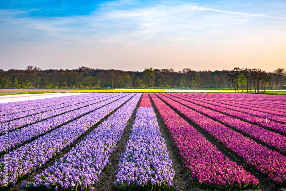 Field of purple daffodil flowers during sunset in Springtime season
