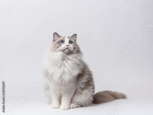 A beautiful male blue bicolor Ragdoll purebreed cat on a white background.