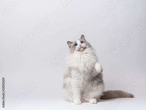 A beautiful male blue bicolor Ragdoll purebreed cat on a white background.