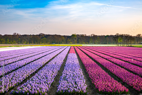 Field of purple daffodil flowers during sunset in Springtime season