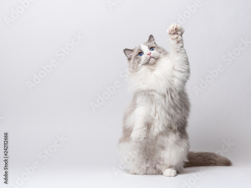A beautiful male blue bicolor Ragdoll purebreed cat on a white background. photo