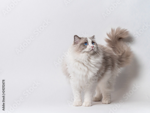 A beautiful male blue bicolor Ragdoll purebreed cat on a white background.