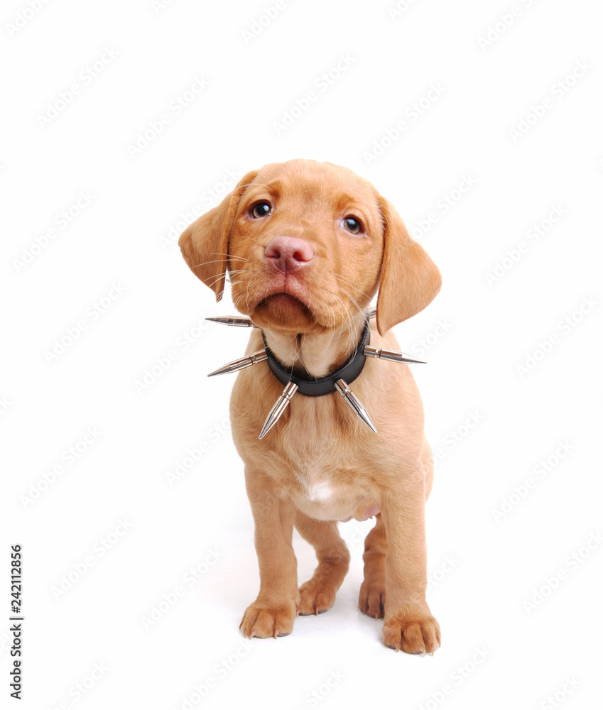 fox red labrador puppy wearing a spikey collar standing in a white setting
