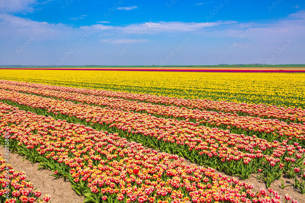 colorful Dutch tulips in a flower field and a windmill in Holland