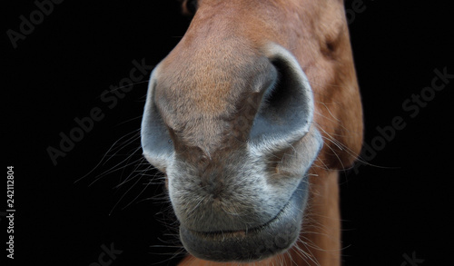 close-u of horse's nostrils with black background © martin