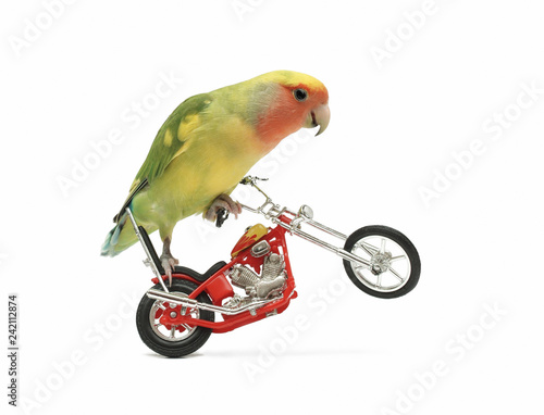 Bild auf Leinwand a peach-faced lovebird on a toy motorcycle doing a wheelie, in white setting