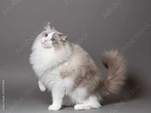 A beautiful male blue bicolor Ragdoll purebreed cat on a gray background.