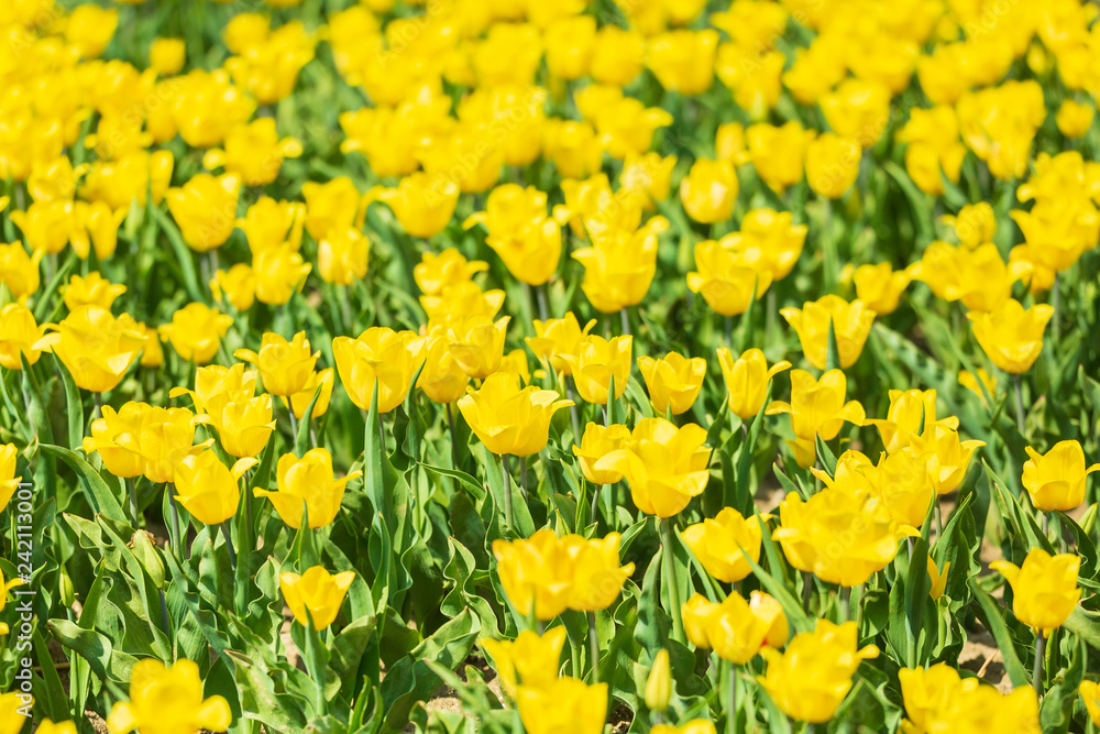 Blooming colorful fresh yellow Dutch tulips in a flower field Blooming colorful fresh yellow Dutch tulips in a flower field