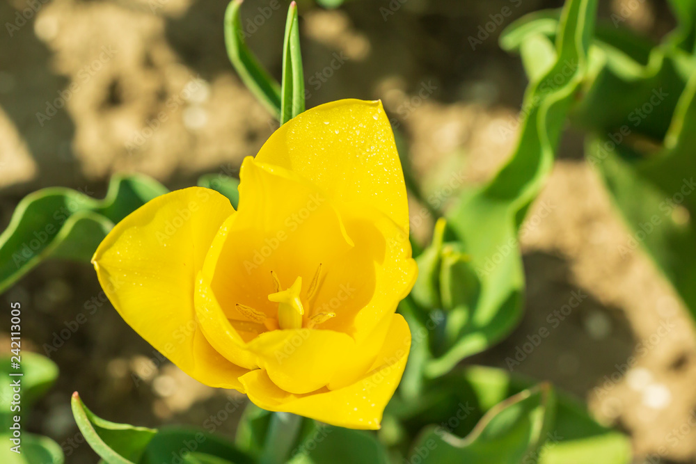 Blooming colorful fresh yellow Dutch tulips in a flower field Blooming colorful fresh yellow Dutch tulips in a flower field