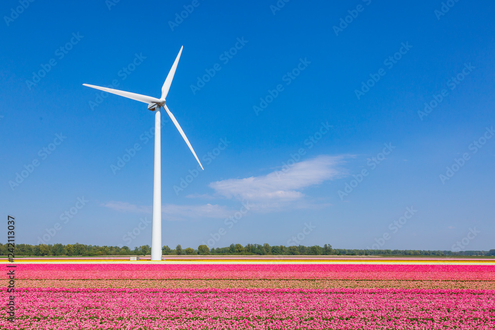 Dutch pink tulips in a flower field in Holland