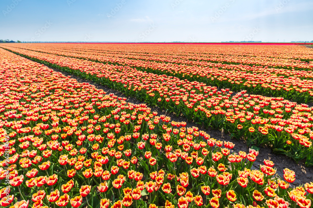 Colorful Dutch tulips in a flower field and a windmill in Holland