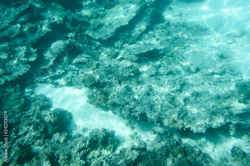 Underwater coral reef formation on sandy sea bottom