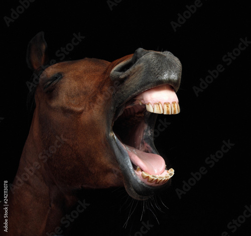 close-up of horse with open mouth against black background