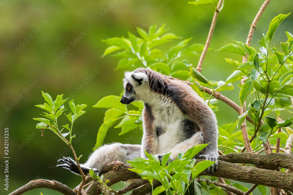 Fototapeta premium Ring-tailed lemur Lemur catta in forest