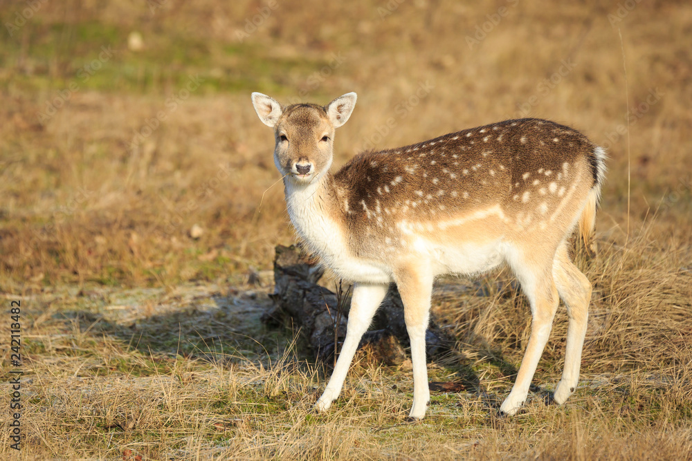 Fallow deer fawn in Autumn