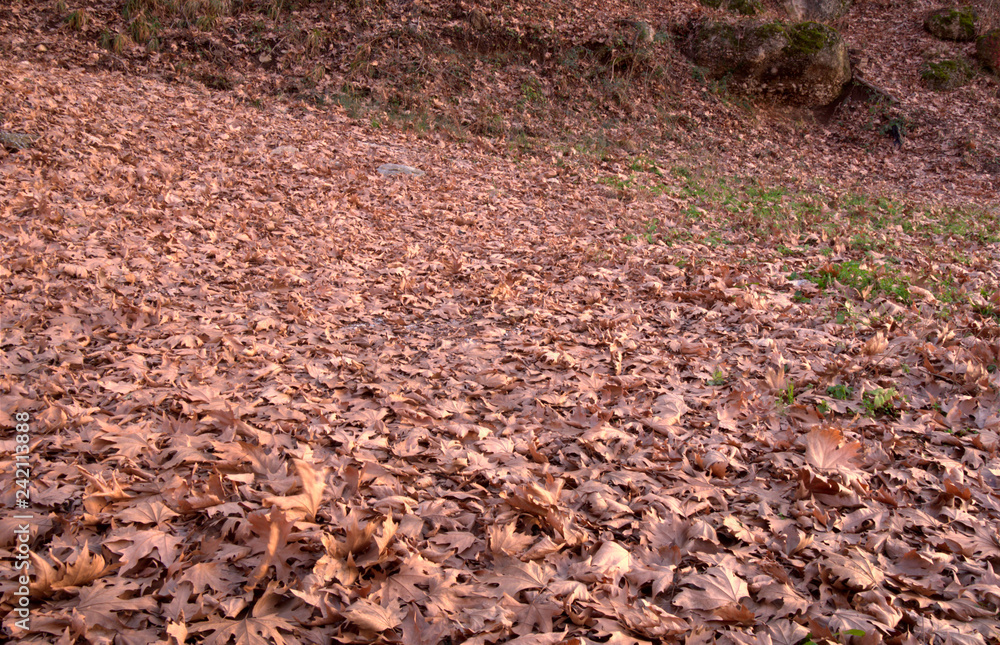 Pattern of plane tree leaves on ground Pattern of plane tree leaves on ground