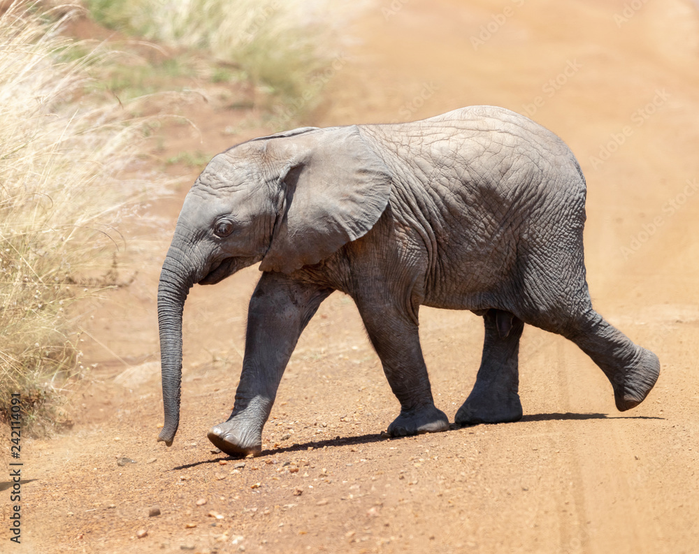 Fototapeta premium Baby African elephant