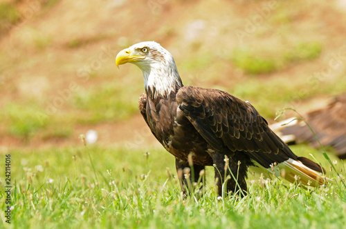 An American eagle poses on the ground