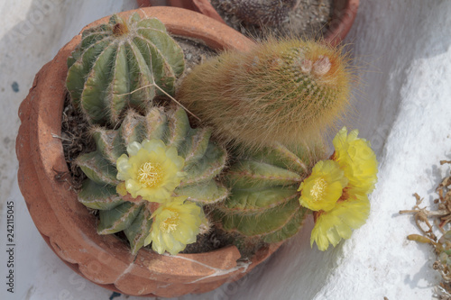 Springtime yellow blooming of a cactus. Prickly Pear Cactus. photo