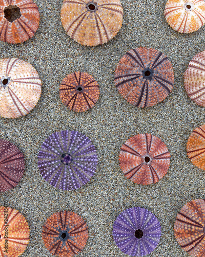 colorful sea urchins shells on wet sand beach top view