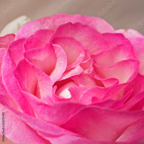 vibrant pink rose flower closeup, natural background