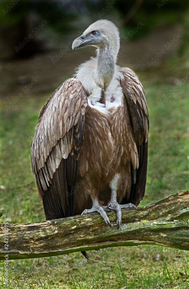 Eurasian griffon. Latin name - Gyps fulvus Eurasian griffon. Latin name - Gyps fulvus