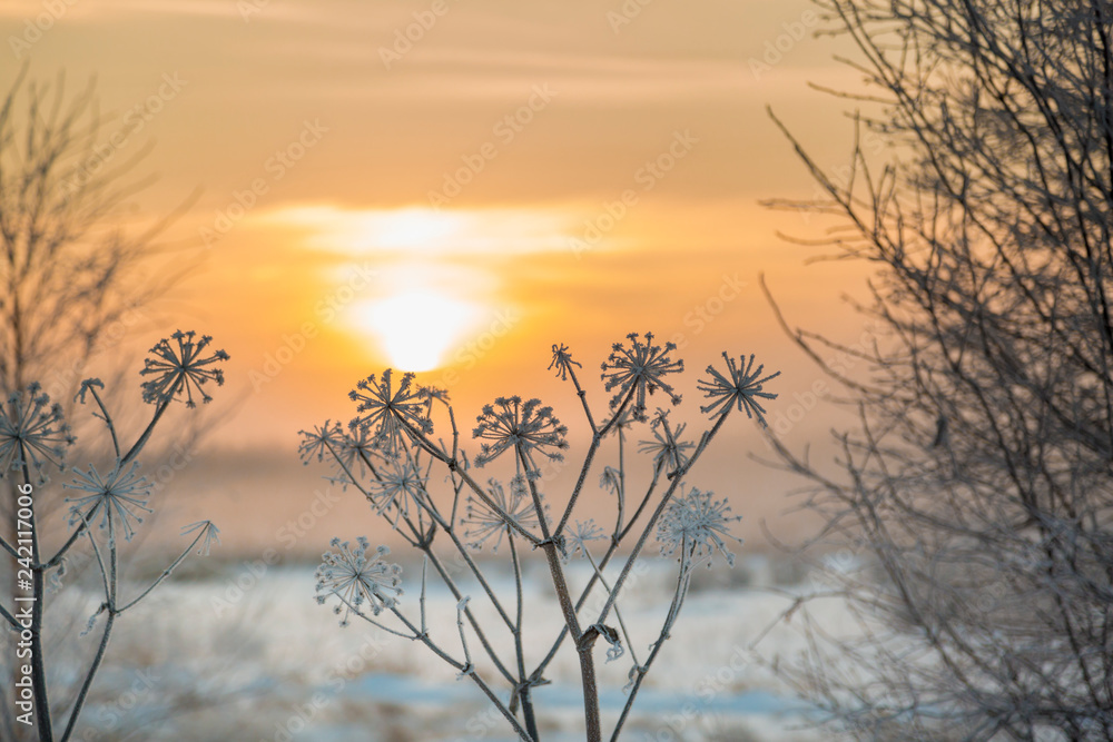 Wild flower covered with hoarfrost in January Wild flower covered with hoarfrost in January