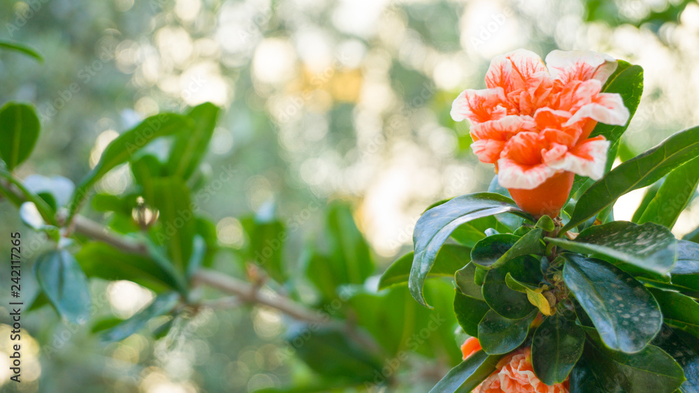Obraz premium Amazing view of bright vibrant orange roses blooming in garden at warm sunny summer day with green trees and greenery forest landscape. Beautiful flower leaf wallpaper concept, colorful background.