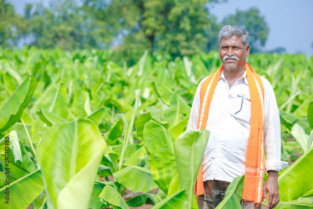 Fototapeta premium indian farmer at banana field