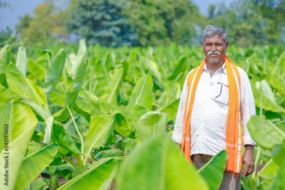 Fototapeta premium indian farmer at banana field
