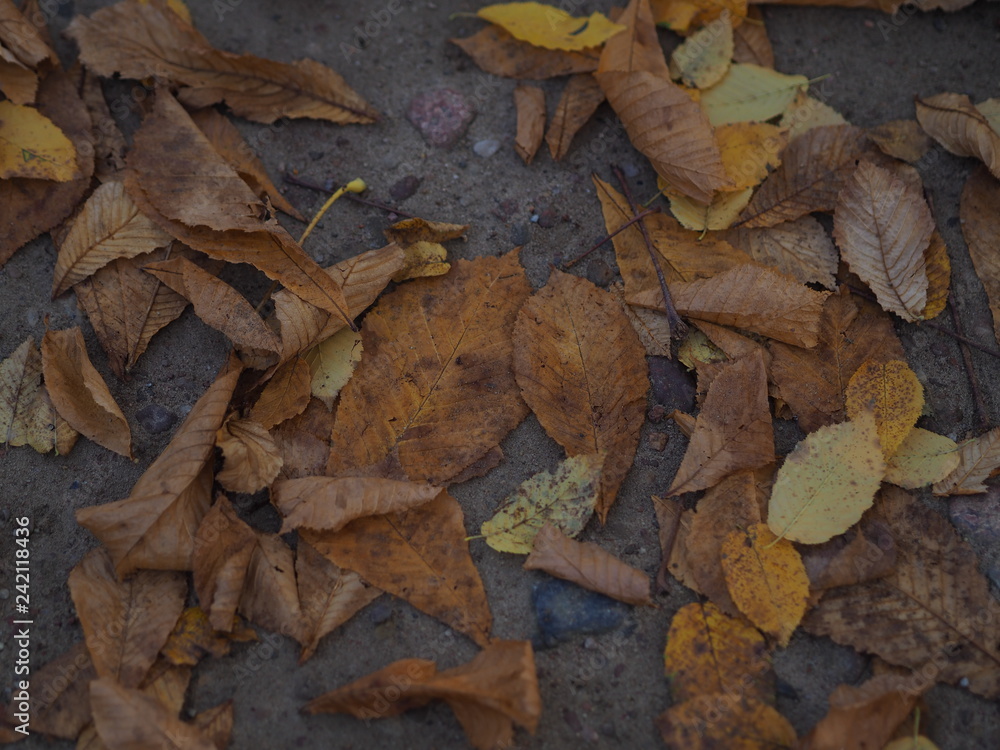 Obraz premium Autumn leaves lying on the grass in park