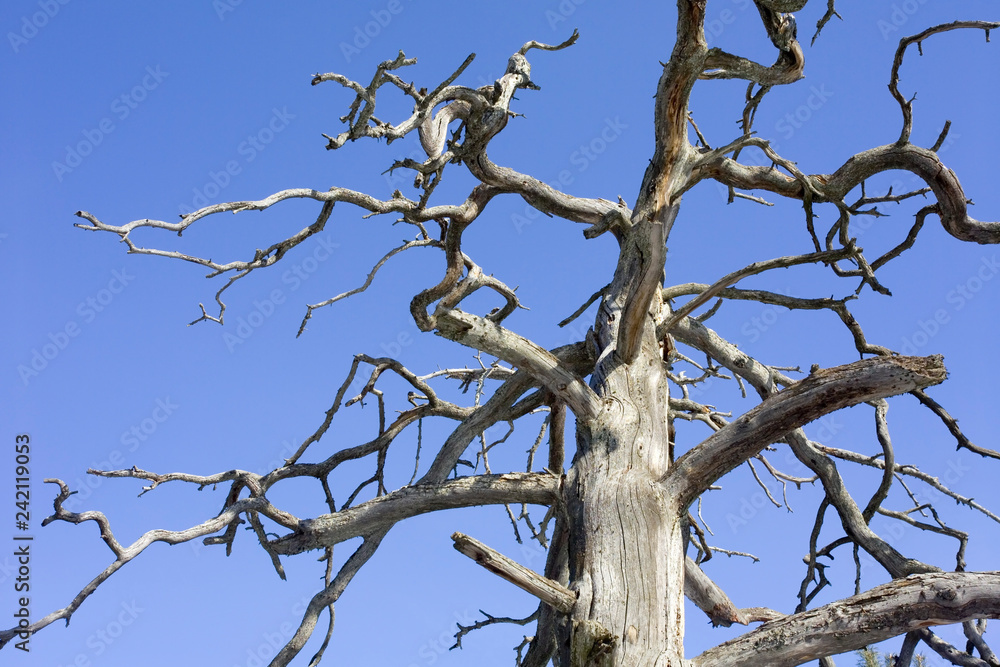  dead barkless standing pine tree