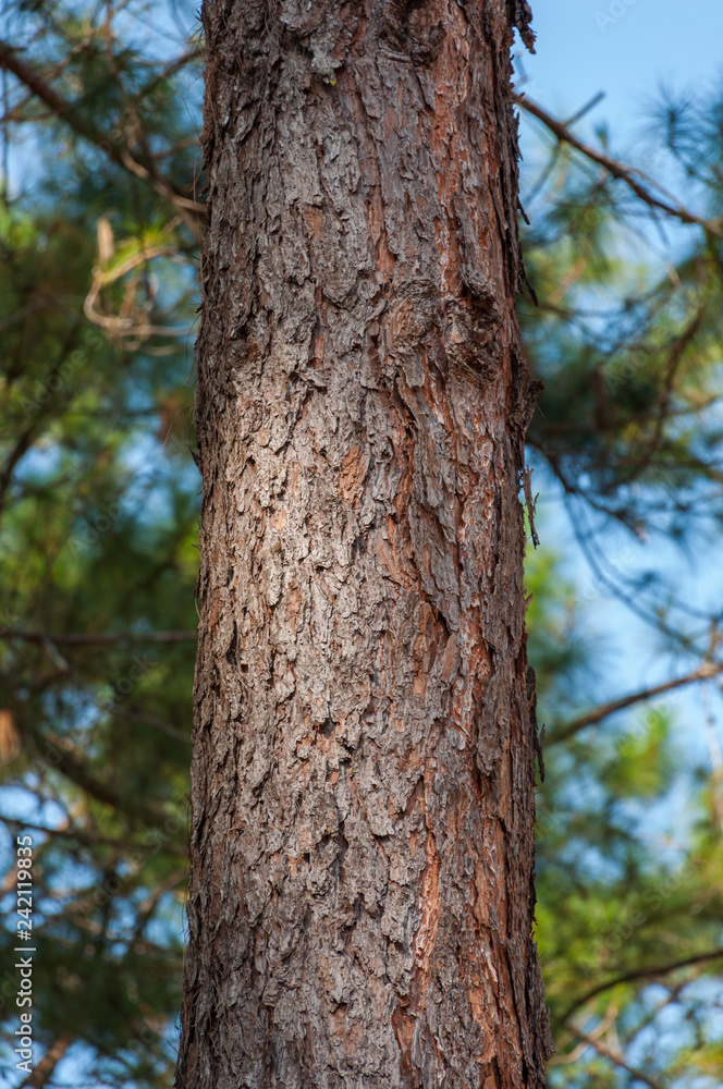 Close up Kesiya Pine tree soft light blur background, Pinus kesiya Royle ex Gordon