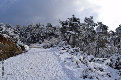Wallpaper Mural  Hiking.Hiking winter.Snowy winter road. Beautiful winter landscape in the mountain forest.Group of people in the forest. Akcaova-Serefler -Cine. Turkey Torontodigital.ca