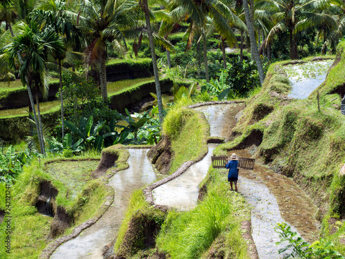 Unrecognizable agricultural worker climbing among Balinese rice terraces at Tegallalang near Ubud photo