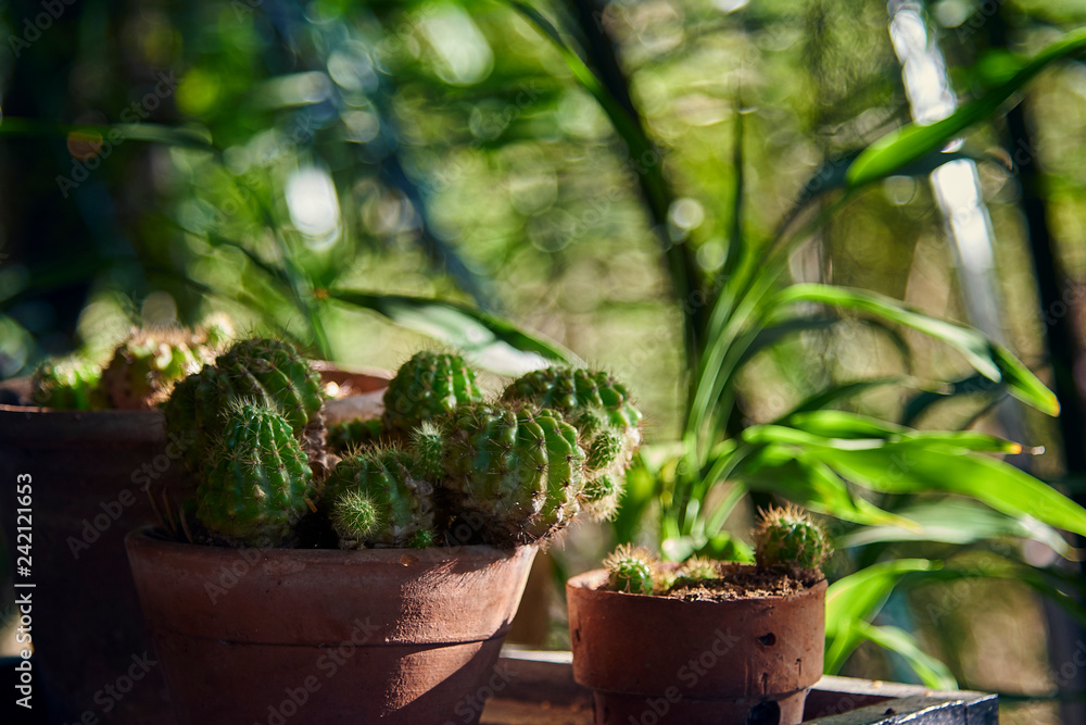 Close Up Of Cactus In Tree Pot. Close Up Of Cactus In Tree Pot.