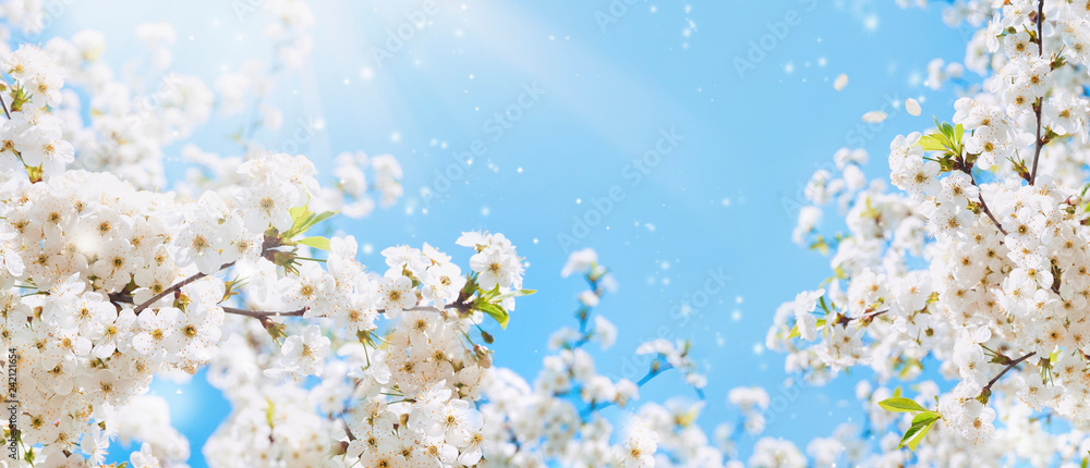 Branches of blossoming cherry macro with soft focus on gentle light blue sky background in sunlight with copy space. Beautiful floral image of spring nature. - obrazy, fototapety, plakaty 