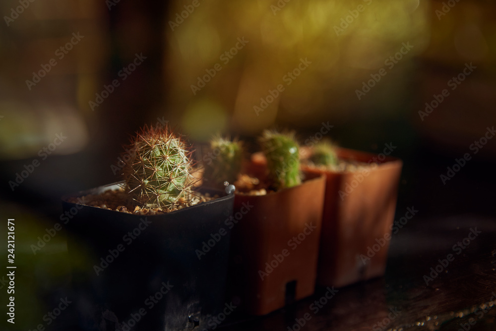 Close Up Of Cactus In Tree Pot. Close Up Of Cactus In Tree Pot.