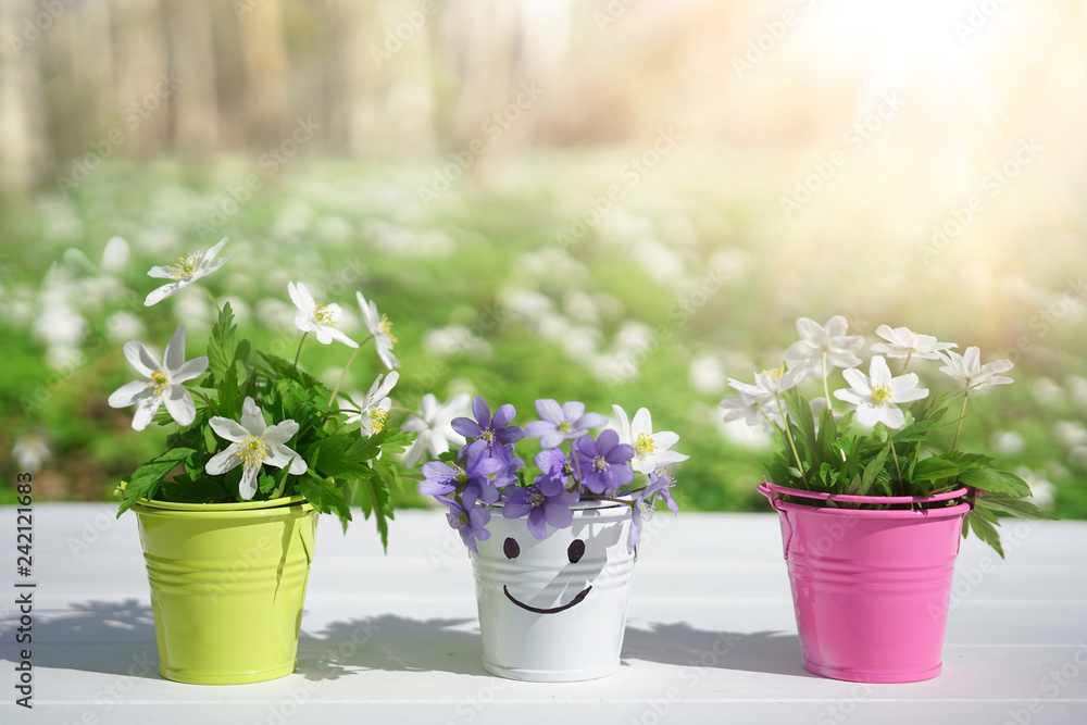 Spring fresh flowers of anemone in color vases in buckets with smale on a white wooden table against background of spring forest on nature outdoors in sunny day with copy space. Concept of spring.