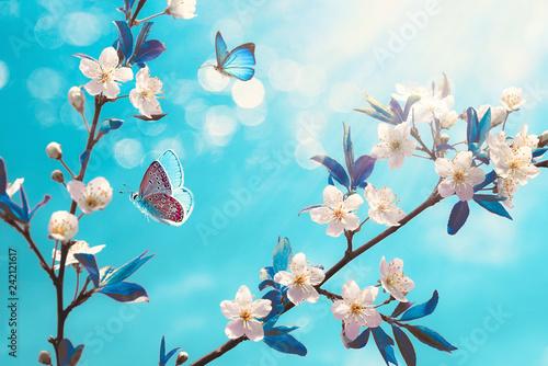 Fototapeta Piękna gałąź kwitnąć wiśni i błękita motyla w wiośnie przy wschodu słońca rankiem na błękitnym tle, makro-. Niesamowity elegancki artystyczny obraz natury na wiosnę, kwiat sakury i motyl.