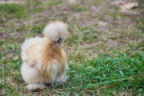Cute Chicken Walk On Glass.